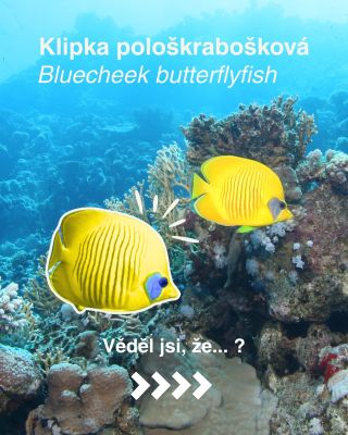 🐠 Klipka pološkrabošková 💛 Na první pohled okouzlí svou sytě žlutou barvou, ale čím víc o ní víte, tím zajímavější je. 🔸...